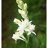 Los mejores  - Bulbos de Polianthes tuberosa THE PEARL - 5 Bulbos